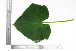 Огурец партенокарпический Гуннар - Партнер фото 4