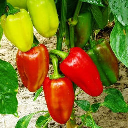 5060D Перец сладкий Болгарец 5шт