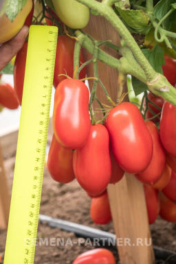 Томат Агафья - Партнер фото 3