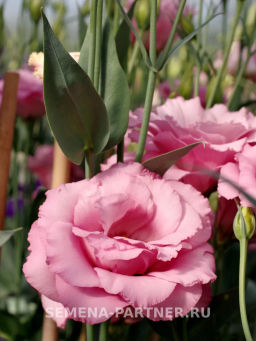 Эустома срезочная махровая розовая Мадам Джейн - Партнер фото 3