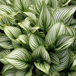 Хоста Zebra Stripes - Голландские луковицы фото 4