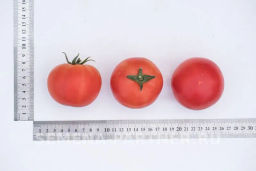 Томат Мечталин - Партнер фото 6