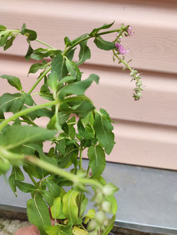 Шалфей дубравный Роуз Квин