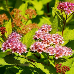 Спирея японская Голд маунд 3 года ЗКС тара 2л высота 30-80см.