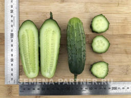 Огурец пчелоопыляемый Байконур - Партнер фото 6