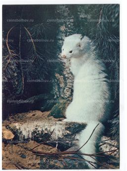 Открытка Норка