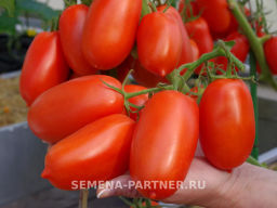 Томат Жара - Партнер фото 4