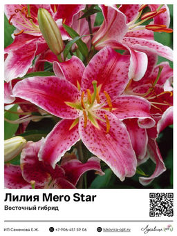 Лилия Mero Star (Восточный ориентальный гибрид)