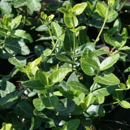 Бересклет Форчуна Колоратус, горшок 0,3 л