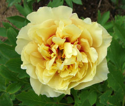 ПИОН Ито Гарден Треже Разбор 2/3 n Кол-во упак., шт 1