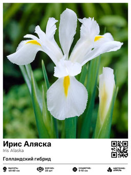 Ирис Аляска (Голландский гибрид)