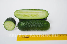 Огурец партенокарпический Лихач - Партнер фото 7