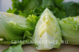 Салат кочанный Тарзан - Партнер фото 7
