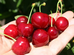 Черешня Валерий Чкалов