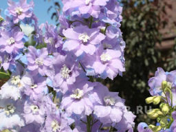 Дельфиниум Монинг Лайт - Партнер фото 4