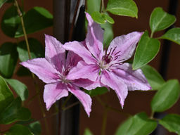 Клематис Пинк Фэнтези - Долина роз фото 3