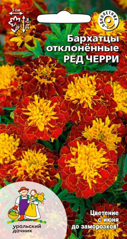Бархатцы РЕД ЧЕРРИ  Тип отклонённые махровые
