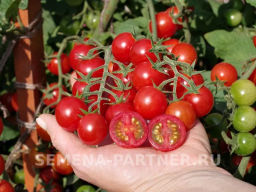 Томат Карамелла - Партнер фото 8