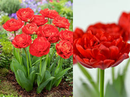 Тюльпан Миранда - Долина роз фото 3
