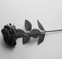 Роза черная одиночная Total Black / Высота 45 см.