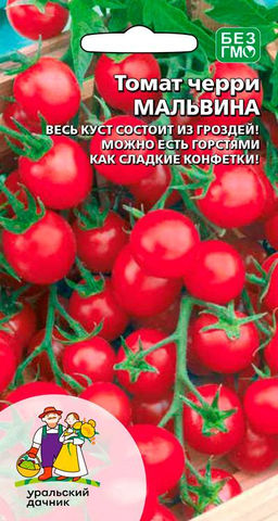 Томат МАЛЬВИНА Слаще конфет, можно есть гроздями! Хит вашего сада! Весь куст в гроздях!
