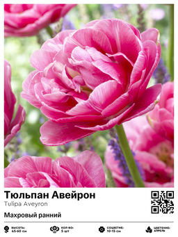 Тюльпан Aveyron (Махровый ранний) - Голландские луковицы фото 2