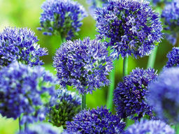 Allium Azureum (Лук декоративный Азуреум) 5шт - Долина роз фото 2