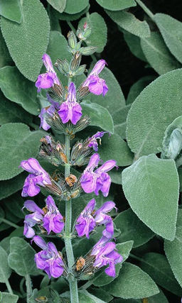 Шалфей лекарственный КУБАНЕЦ  Красиво, вкусно и полезно!