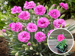 Гвоздика карликовая розовая