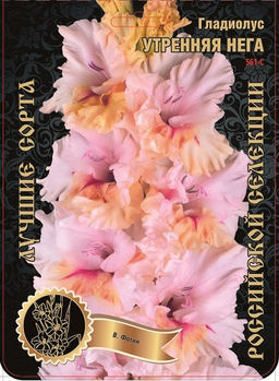 Гладиолус Утренняя Нега 561,Фотин Экстра 7шт (Ф)