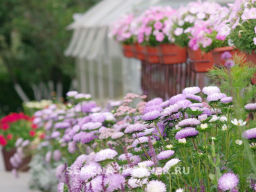 Астра китайская Зачарованная - Партнер фото 7