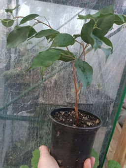 Фикус Бенджамина, горшок D10 - 1000корней фото 2