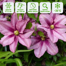 Клематис Розамунда