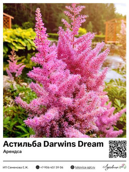 Астильба Darwins Dream (Арендса)