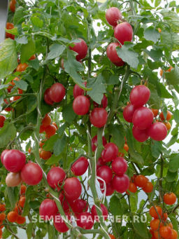 Томат Агроденс - Партнер фото 5