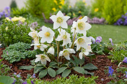 Морозник Зимовник Niger - Голландские луковицы фото 3