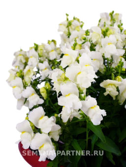 Львиный Зев низкорослый крупноцветковый Гранд Аморе Федельта - Партнер фото 4