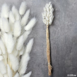 Сухоцвет 60 штук набор 68 см Лагурус / SG-005 /уп 300/белый