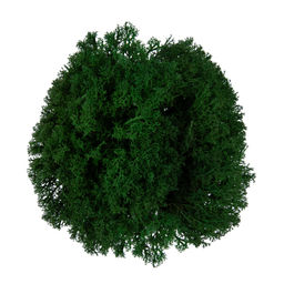 Blumentag BMSP-45 Мох королевский ягель стабилизированный окрашенный 45 г  5 г №01 салатовый  фото 6