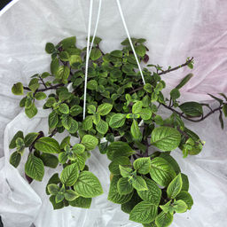 Плектрантус Nico - 1000корней фото 3