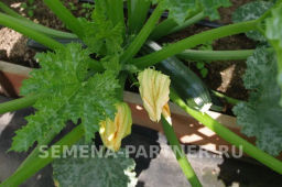 Кабачок цукини Нефрит - Партнер фото 5