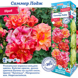 Роза Саммер Лодж (Шраб) 1шт