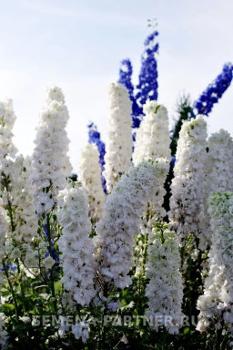 Дельфиниум Дабл Инносен - Партнер фото 6