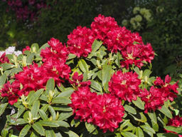 Рододендрон Брисанз - Долина роз фото 4