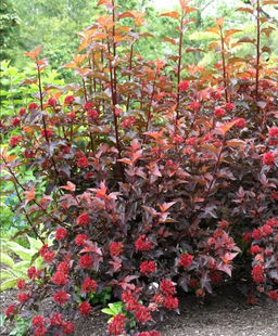 Пузыреплодник калинолистный Саммер Вайт 1 год ЗКС тара 0,5л высота 5-15см. - Наша дача фото 2