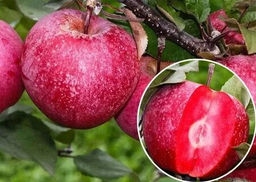 fd435aa81c4c6eac47e1605603e466e5u3vnr4rolmawcd49q