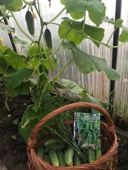 Огурец МЭЛС F1  Суперпучковый, ультраранний! - Уральский дачник фото 7