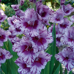 ГЛАДИОЛУС Пассос Разбор 10/12 Кол-во упак., шт 10