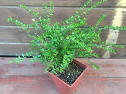 Жимолость блестящая Коппер Глоу - Долина роз фото 2