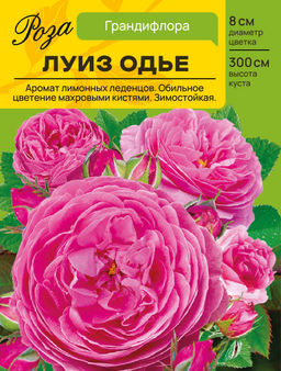 Роза Луиз Одье (Грандифлора) С ЦВ.НАКЛЕЙКОЙ 1шт